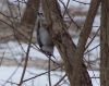 Filename=wbnuthatch20.jpg
Filesize=128KB
Dimensions=995x790
Date added=Sep 16, 2007 wbnuthatch20.jpg
