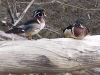 Filename=wduck119.jpg
Filesize=113KB
Dimensions=800x600
Date added=Sep 13, 2007 wduck119.jpg