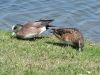 Filename=widgeon29.jpg
Filesize=210KB
Dimensions=1024x768
Date added=Sep 13, 2007 widgeon29.jpg