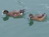 Filename=widgeon32.jpg
Filesize=75KB
Dimensions=1024x768
Date added=Sep 13, 2007 widgeon32.jpg