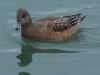 Filename=widgeon34.jpg
Filesize=97KB
Dimensions=1024x768
Date added=Sep 13, 2007 widgeon34.jpg