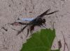 Filename=wtdragfly04.jpg
Filesize=178KB
Dimensions=1026x747
Date added=Sep 14, 2007 wtdragfly04.jpg