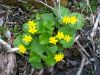 Filename=marshmarigold066.jpg
Filesize=724KB
Dimensions=1024x774
Date added=May 08, 2011 marshmarigold066.jpg