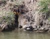 Filename=raccoon14.jpg
Filesize=263KB
Dimensions=1024x794
Date added=Jun 30, 2008 raccoon14.jpg