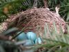 Filename=robeggs4-1363.jpg
Filesize=644KB
Dimensions=1024x771
Date added=May 04, 2011 robeggs4-1363.jpg