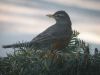 Filename=robin1468.jpg
Filesize=512KB
Dimensions=1024x768
Date added=May 08, 2011 robin1468.jpg
