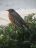 Filename=robin1734.jpg
Filesize=596KB
Dimensions=768x1024
Date added=May 17, 2011 robin1734.jpg