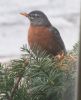 Filename=robin393.jpg
Filesize=387KB
Dimensions=651x800
Date added=May 04, 2011 robin393.jpg