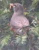 Filename=robin_worm1743.jpg
Filesize=574KB
Dimensions=817x1024
Date added=May 17, 2011 robin_worm1743.jpg