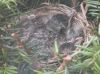 Filename=robins1749.jpg
Filesize=625KB
Dimensions=1024x758
Date added=May 17, 2011 robins1749.jpg