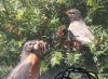Filename=robins1816.jpg
Filesize=717KB
Dimensions=1024x755
Date added=May 21, 2011 robins1816.jpg