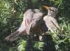 Filename=robins1817.jpg
Filesize=657KB
Dimensions=1024x763
Date added=May 21, 2011 robins1817.jpg