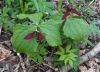 Filename=rtrillium040.jpg
Filesize=568KB
Dimensions=1024x738
Date added=May 08, 2011 rtrillium040.jpg
