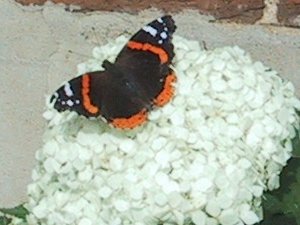 (Red Admiral on hydrangea)