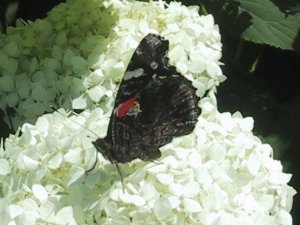 (Red Admiral on hydrangea)