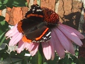 (Red Admiral on Echinacea)