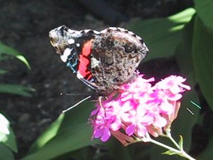 (Red Admiral on Centaury)