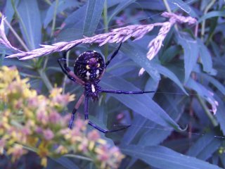 (argiope)