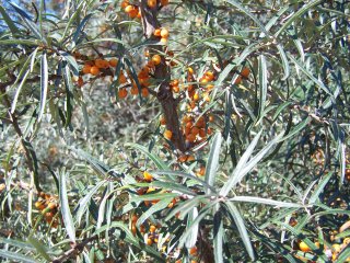 (Sea Buckthorn)