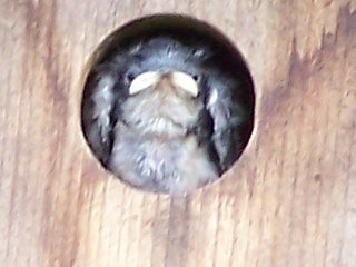 (baby tree swallow)