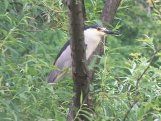 (black crowned night heron)