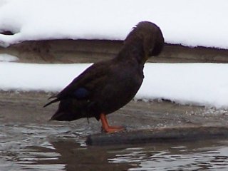 (black duck)