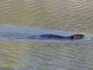 (beaver)