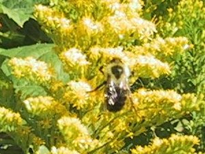 (bee on golden rod)