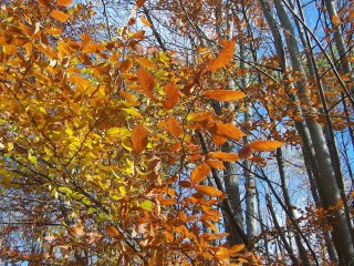 (beech tree)