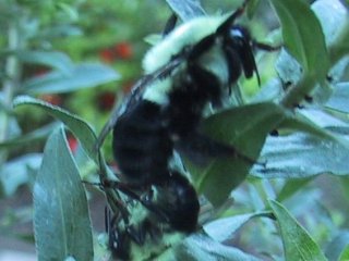 (Insects mating on sunflower leaf)