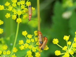 (Soldier beetles)