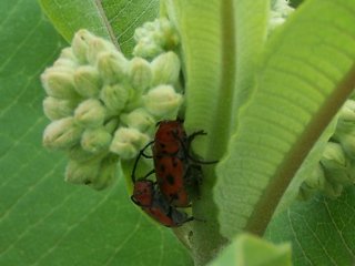 (Milkweed beetles)