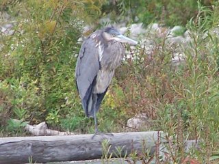 (Great blue heron)