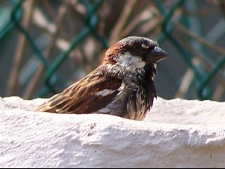 (Sparrow on birdbath)