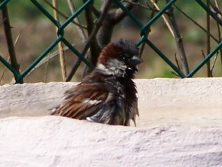 (Sparrow on birdbath)