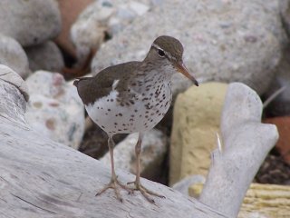 Spotted Sandpiper