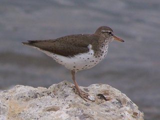 (Spotted Sandpiper)