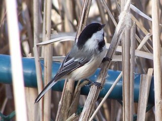 (chickadee)