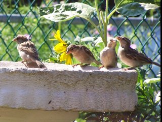 (baby sparrows)