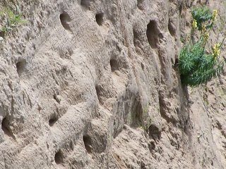 (swallow nests)