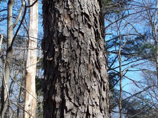 black cherry tree