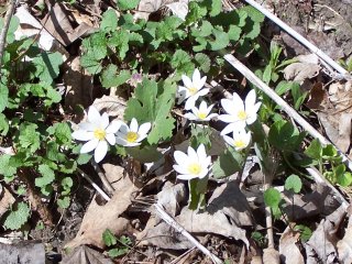 (bloodroot)