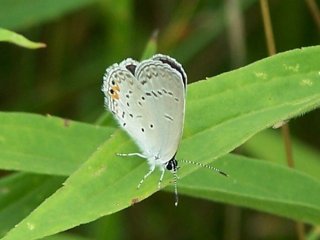 Eastern tailed blue