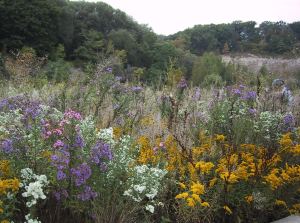 wildflowers