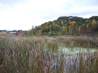 (wetlands)