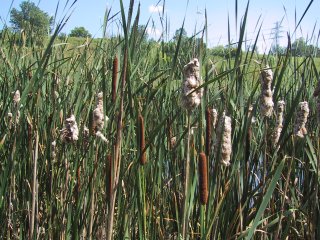 (cattails)