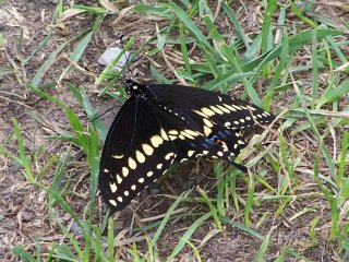 black swallowtail