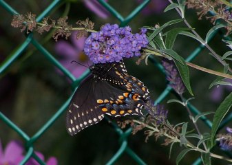 (Black Swallowtail on Buddleia)