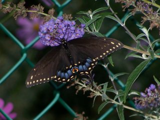 (Black Swallowtail on Buddleia)