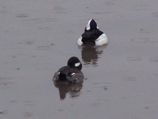 Buffleheads